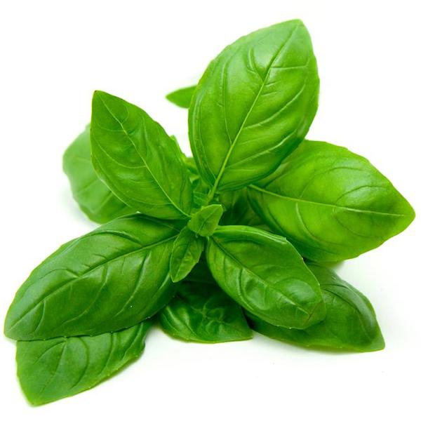 Basil